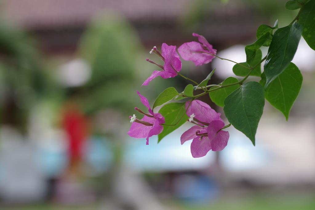 Tirta Sari Bungalow Pemuteran  Ngoại thất bức ảnh